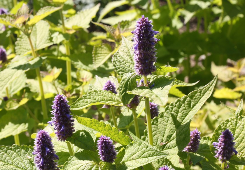 agastache foeniculum