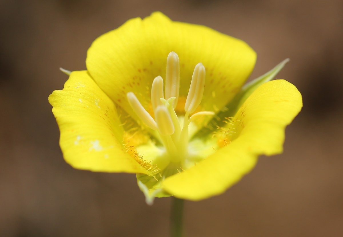 Calochortus luteus