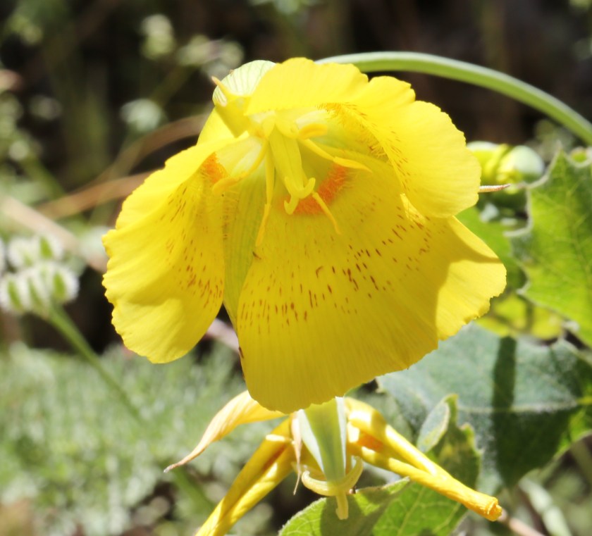 Calochortus luteus 05