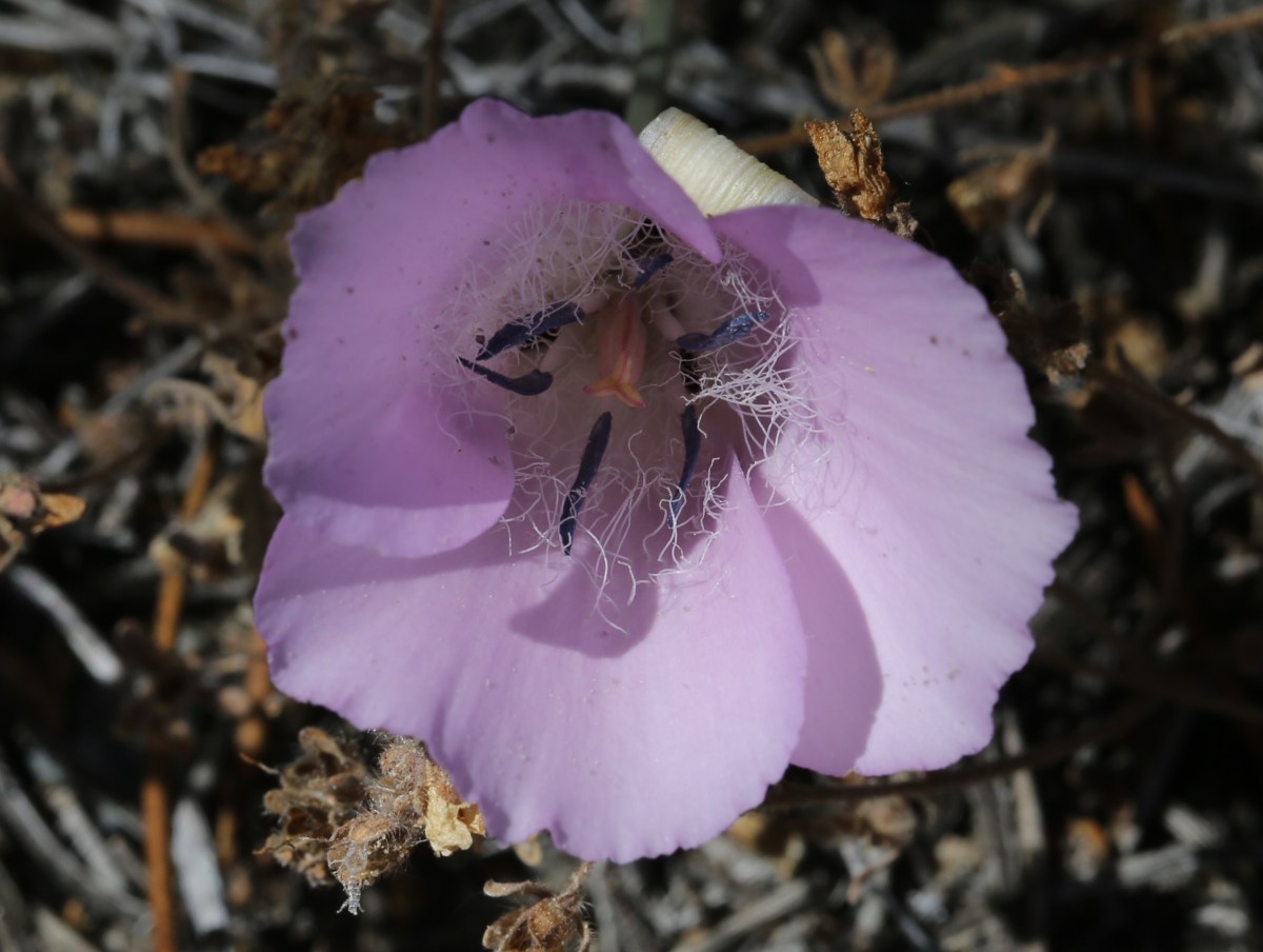 Calochortus splendens