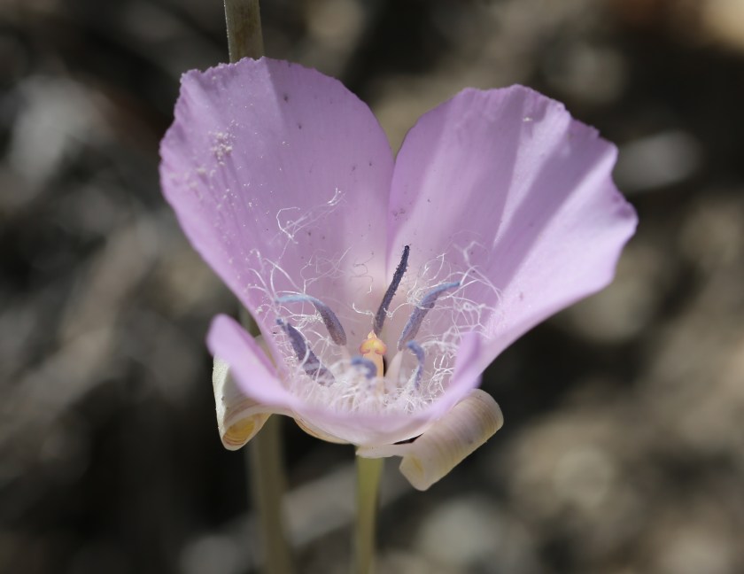 Calochortus splendens 02