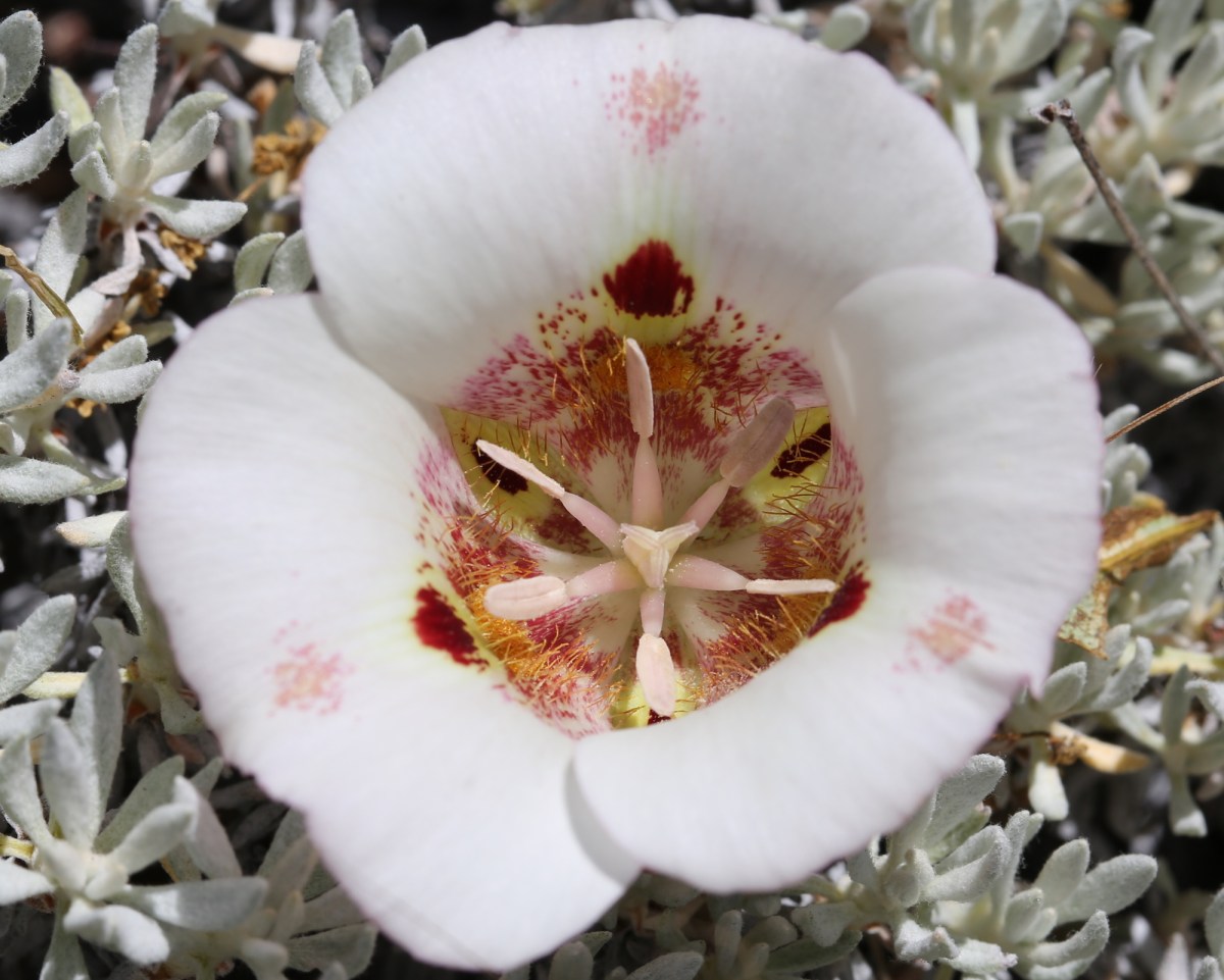 Calochortus argillosus