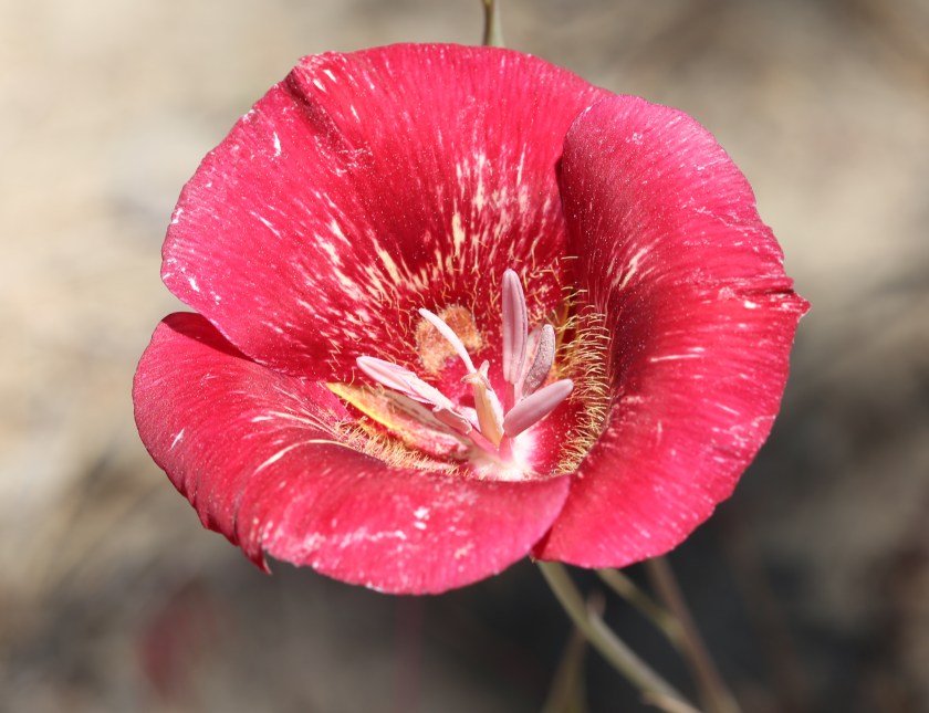 Calochortus venustus 05
