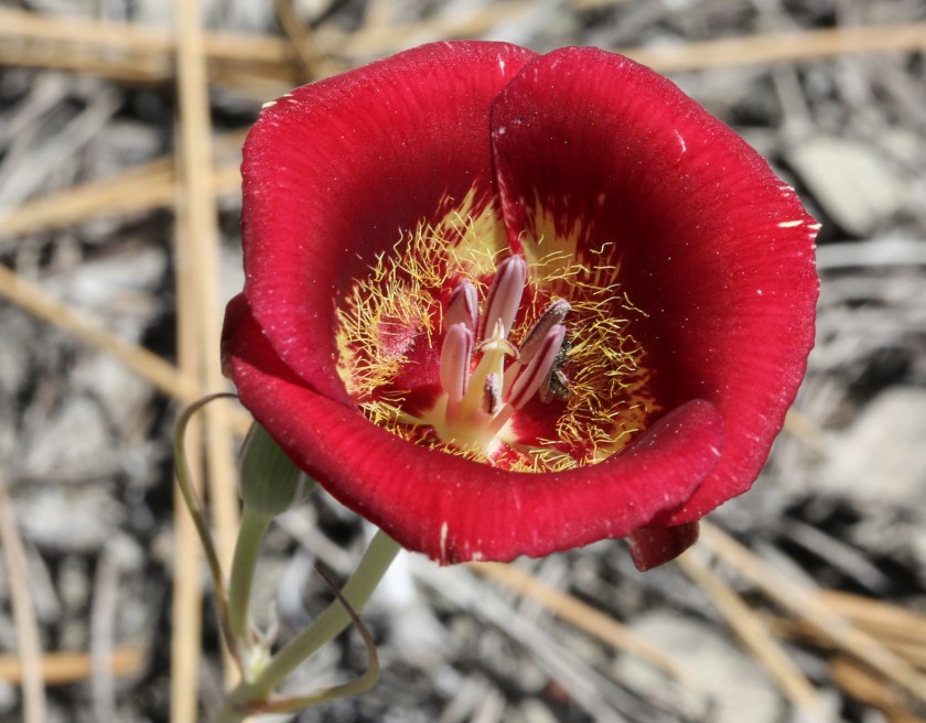Calochortus venustus 06