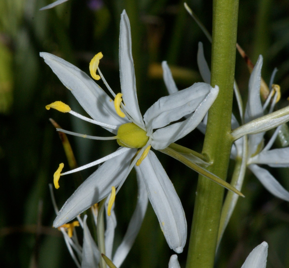 Camassia quamash
