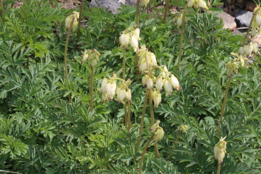Dicentra formosa 03
