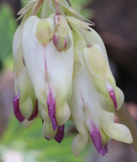 Dicentra formosa 04