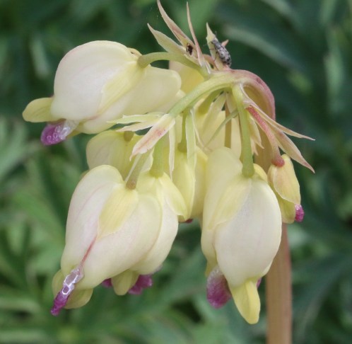 Dicentra formosa 05