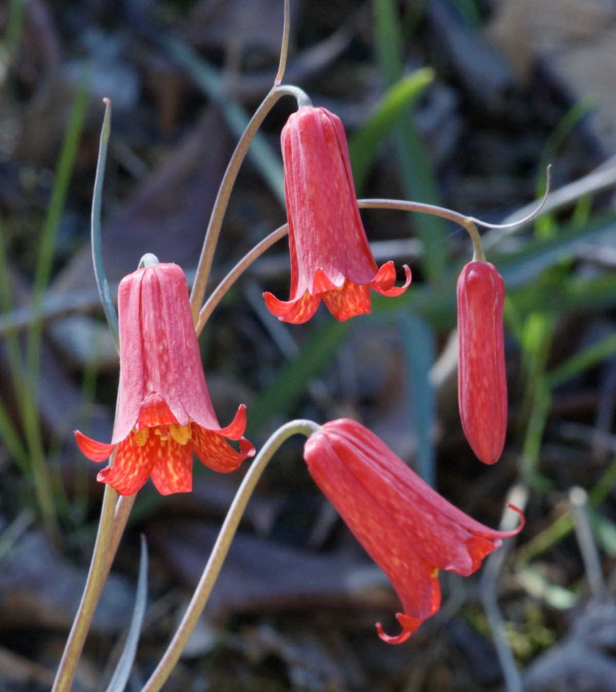 Fritillaria recurva