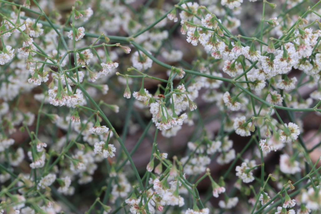 Eriogonum cernuum