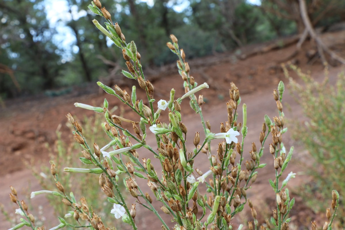 Nicotiana attenuata