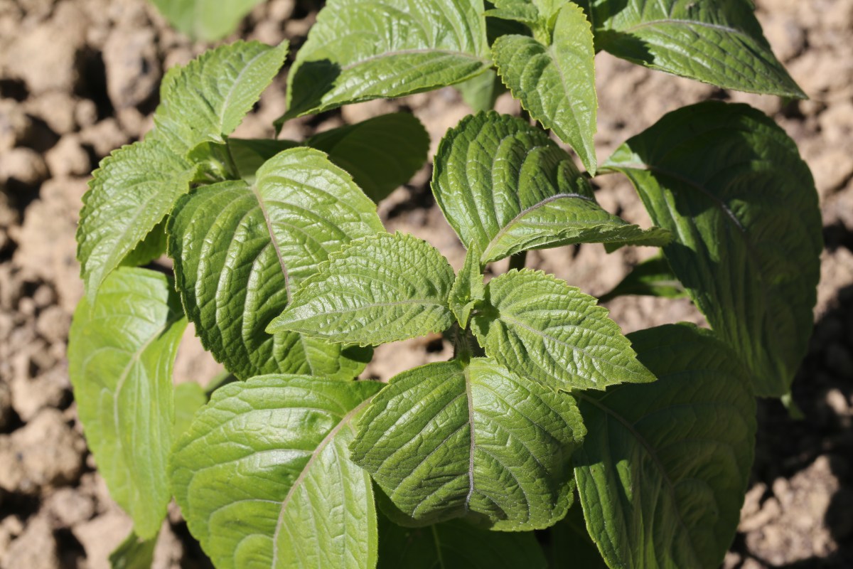 L’épopée des cannabinoïdes Védiques : De la Tulsi à la&nbsp;Ganja