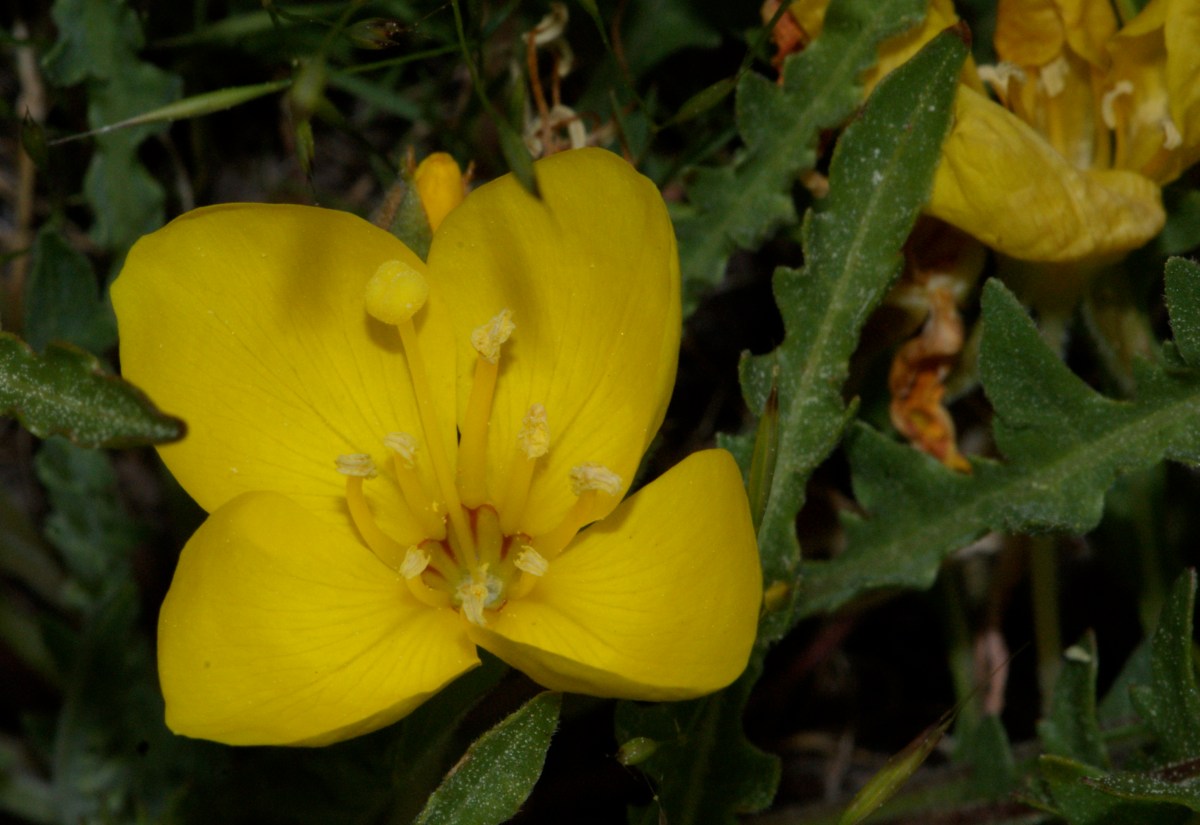 Oenothera flava
