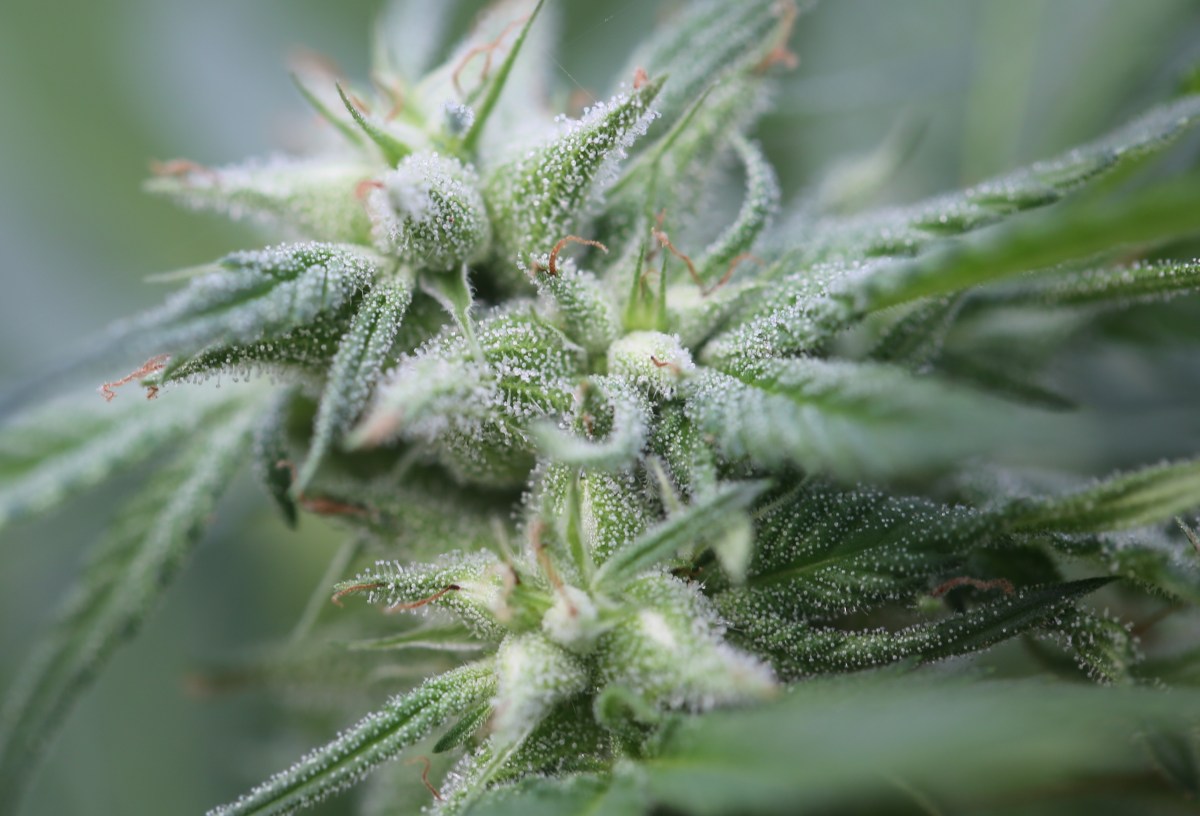 HortaPharm et GW Pharm: les Monsanto du&nbsp;Cannabis