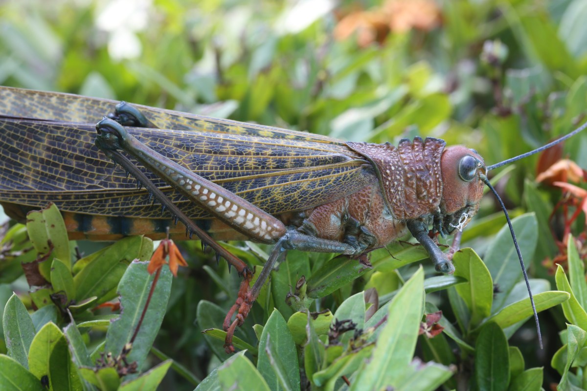 La loi Biodiversité de juillet 2016: un tremplin pour les insectes chimériques dans&nbsp;l’agriculture?