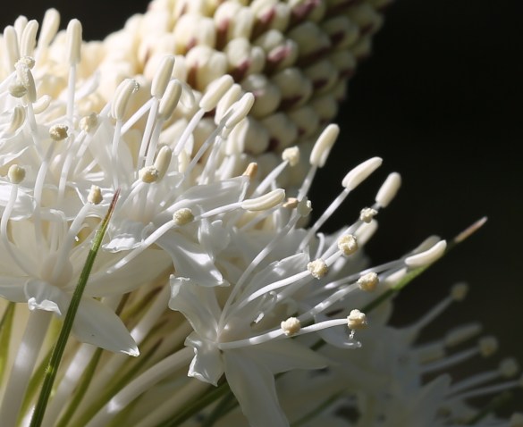 Xerophyllum tenax 07