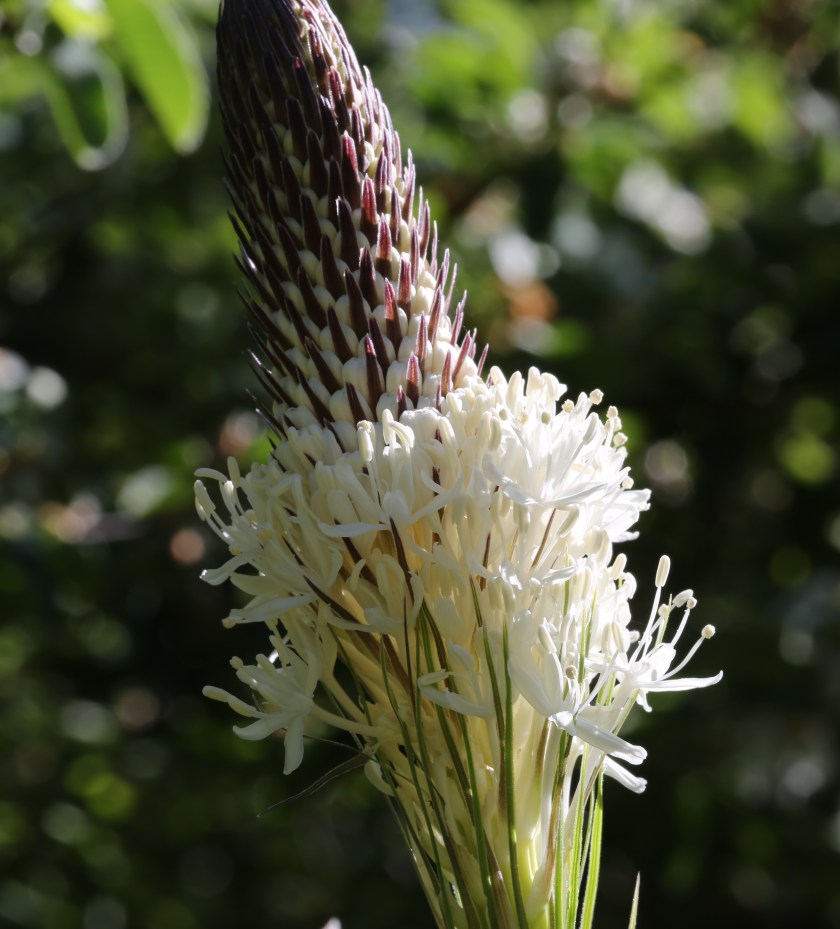 Xerophyllum tenax 08