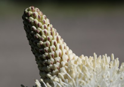 Xerophyllum tenax 09