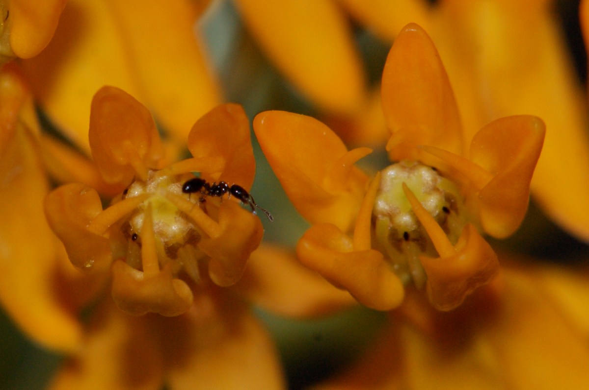 Asclepias tuberosa