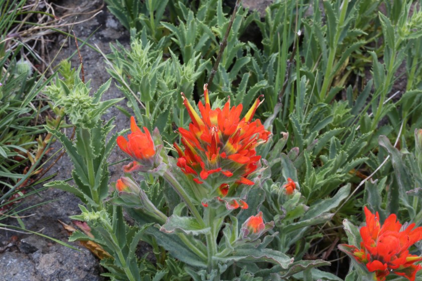 Castilleja pruinosa 01