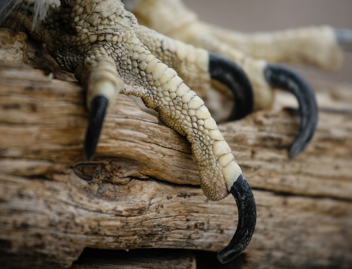 “Effets de Serres” et Révolution Verte&nbsp;Eugénique