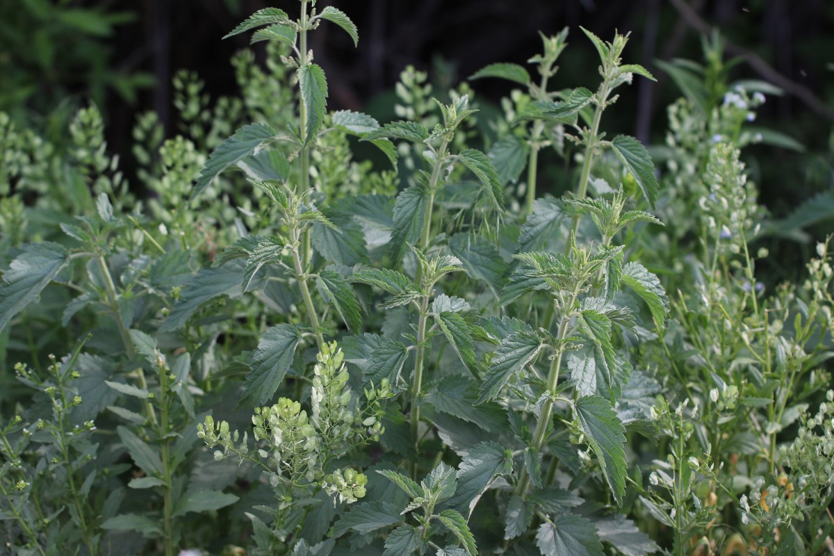 Urtica dioica var.&nbsp;gracilis