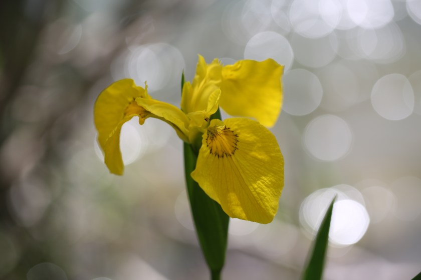 Iris pseudoacorus 01