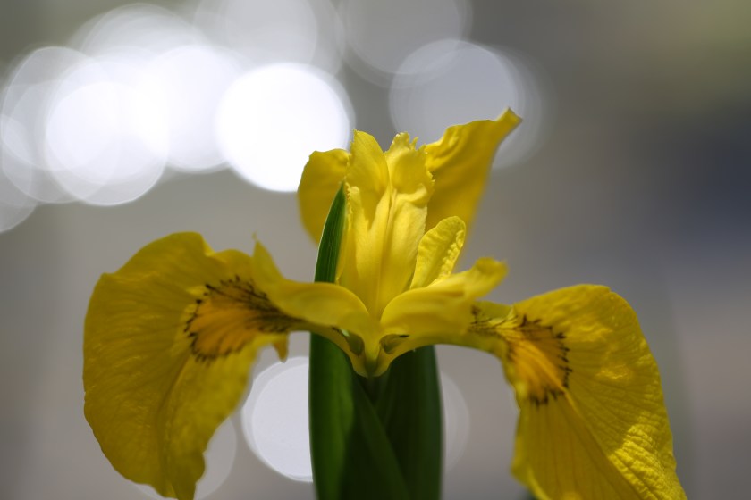 Iris pseudoacorus 02