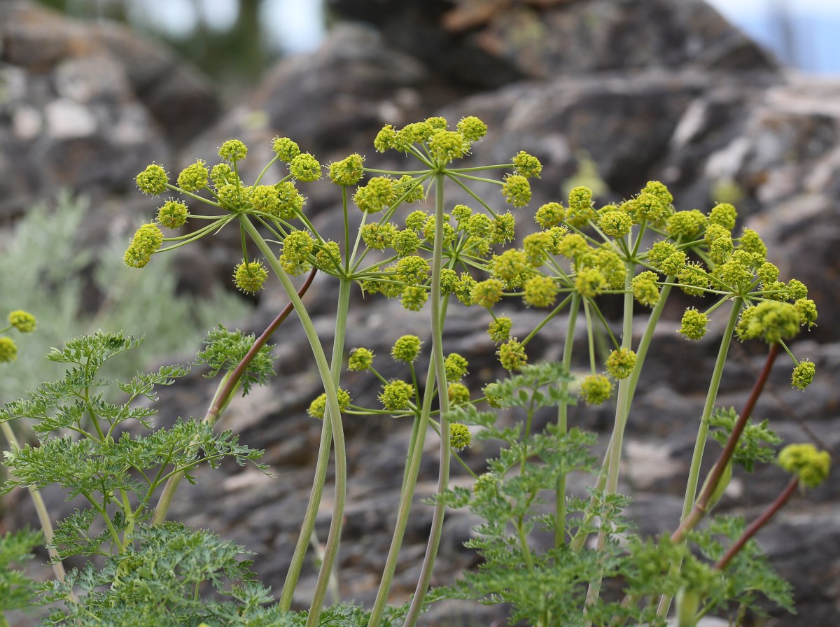 Lomatium dissectum var.&nbsp;eatonii