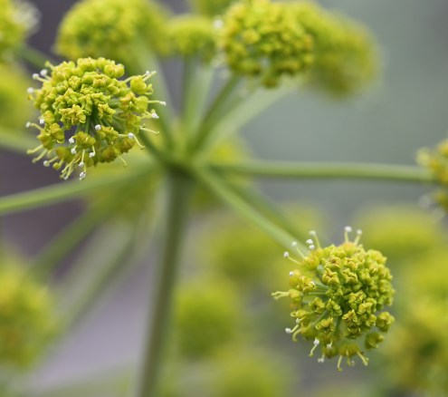 Lomatium dissectum 09