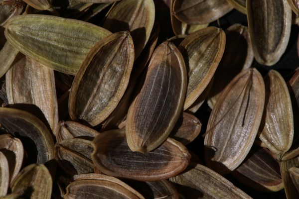 Lomatium dissectum 20