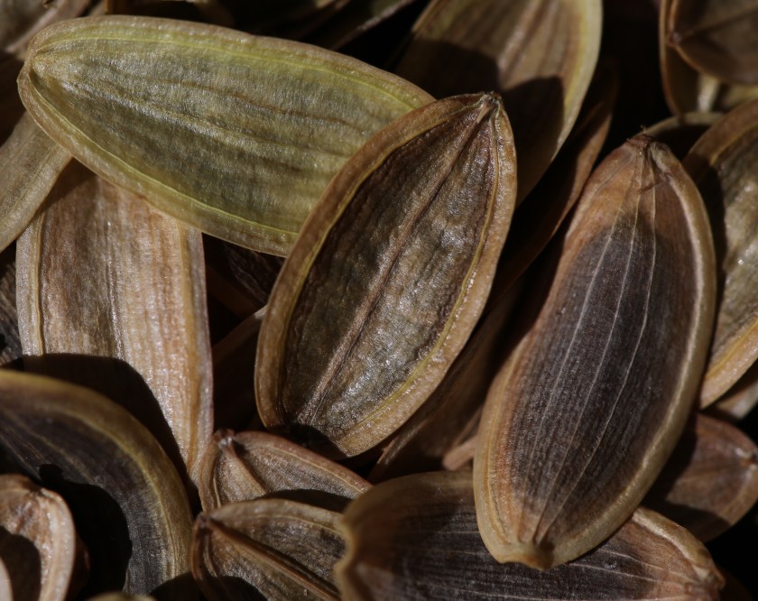 Lomatium dissectum 21