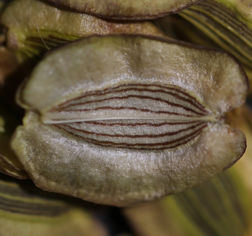 Lomatium howellii 000