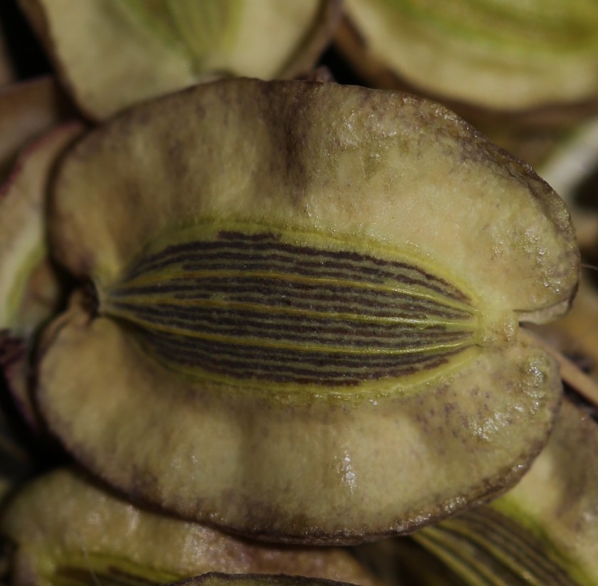 Lomatium howellii 001