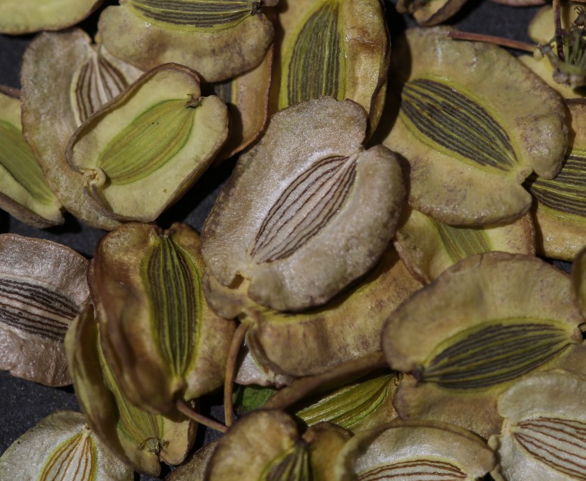 Lomatium howellii 07