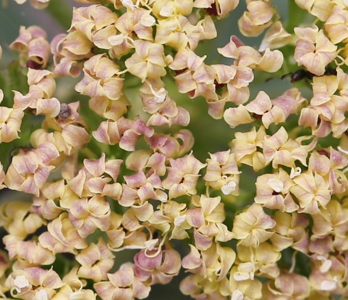 Lomatium macrocarpum 0001