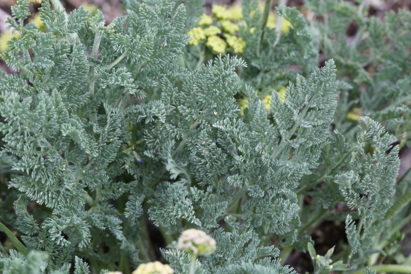 Lomatium macrocarpum 02