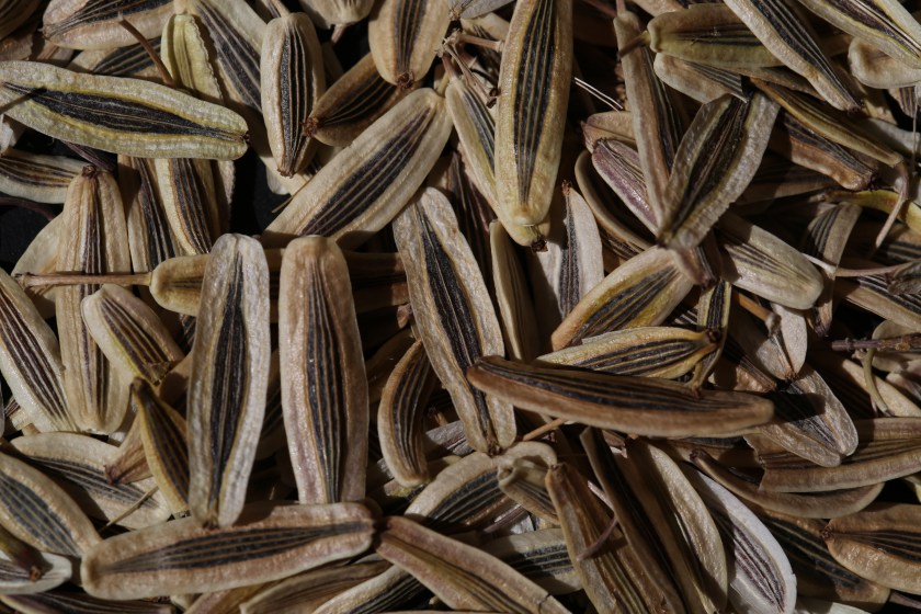 Lomatium macrocarpum 02