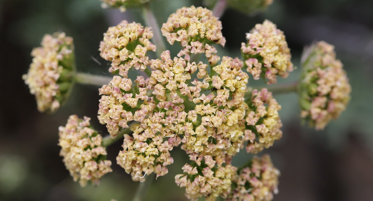 Lomatium macrocarpum