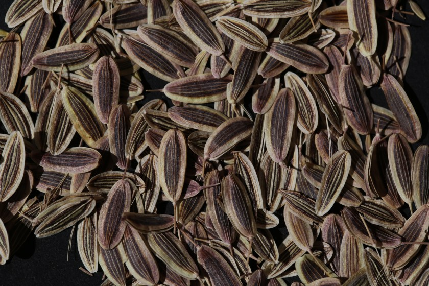 Lomatium nudicaule 21