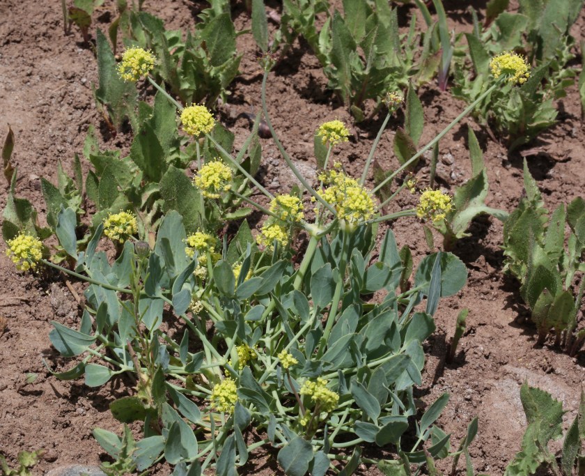 Lomatium nudicaule 54
