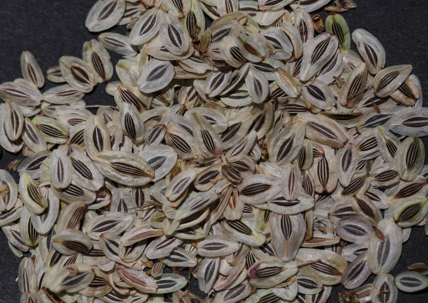 Lomatium utriculatum 000