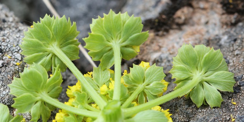 Lomatium utriculatum 06