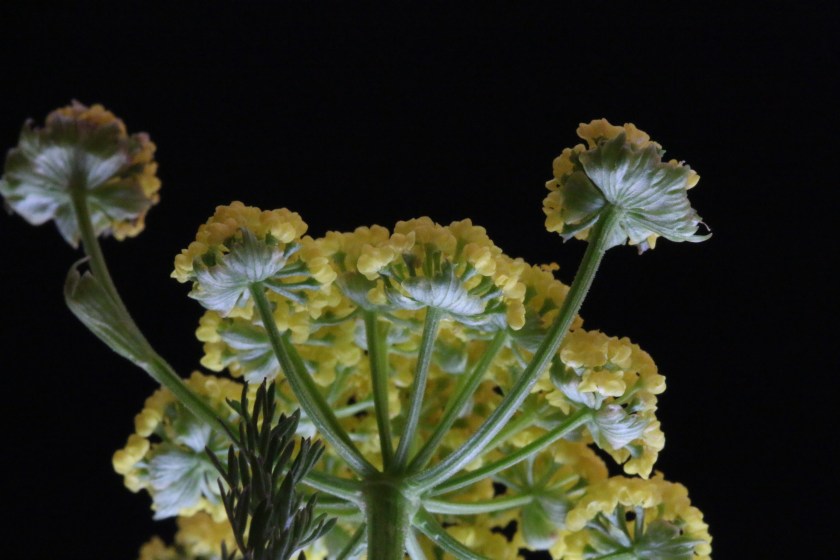 Lomatium utriculatum 51