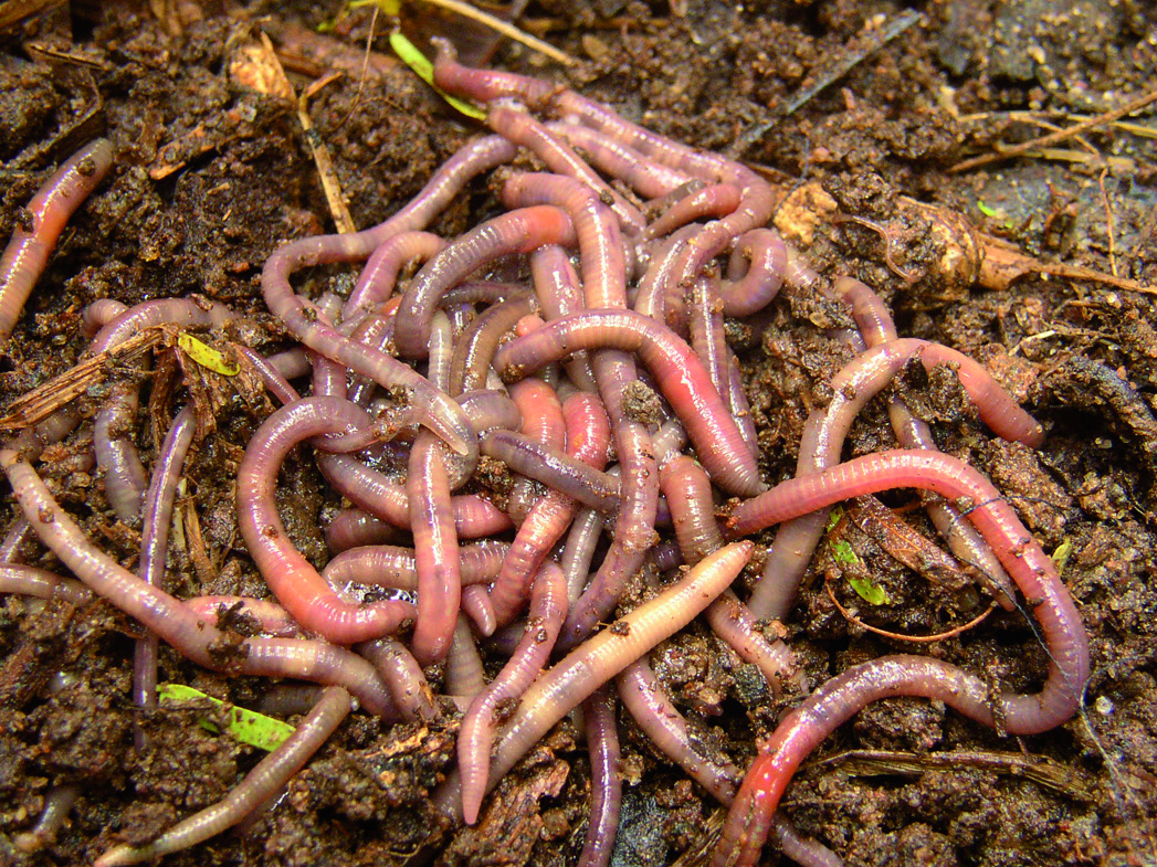 Les Caniculs-bénis: une nouvelle hystérie religieuse au service de l’Ordre&nbsp;Mondial