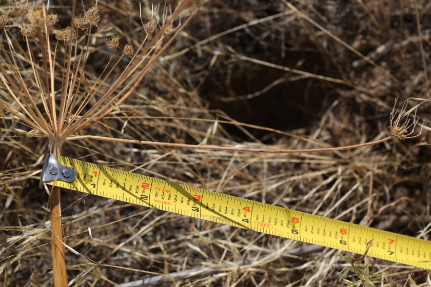 Lomatium ambiguum 04
