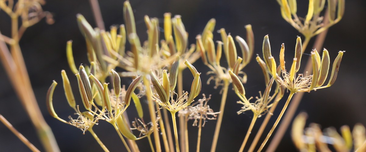 Lomatium ambiguum