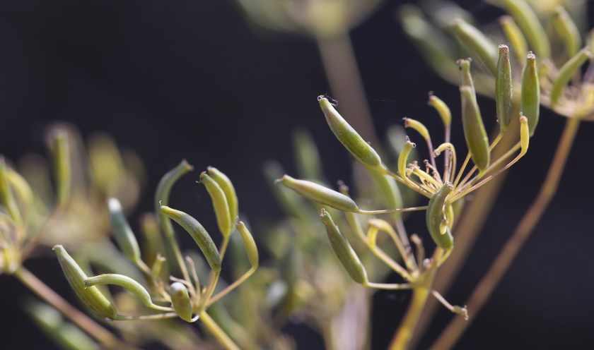 Lomatium ambiguum 07
