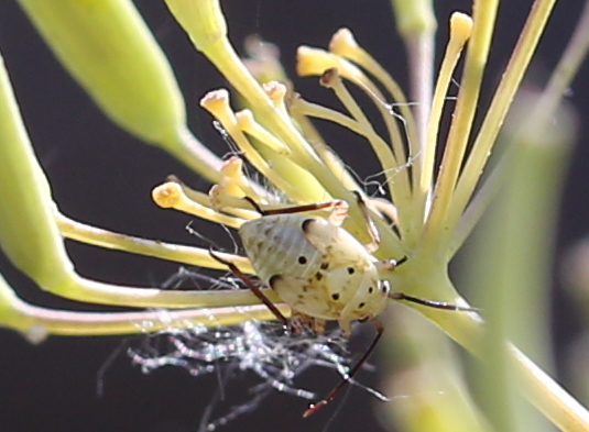 Lomatium ambiguum 09