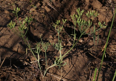 Lomatium ambiguum 12